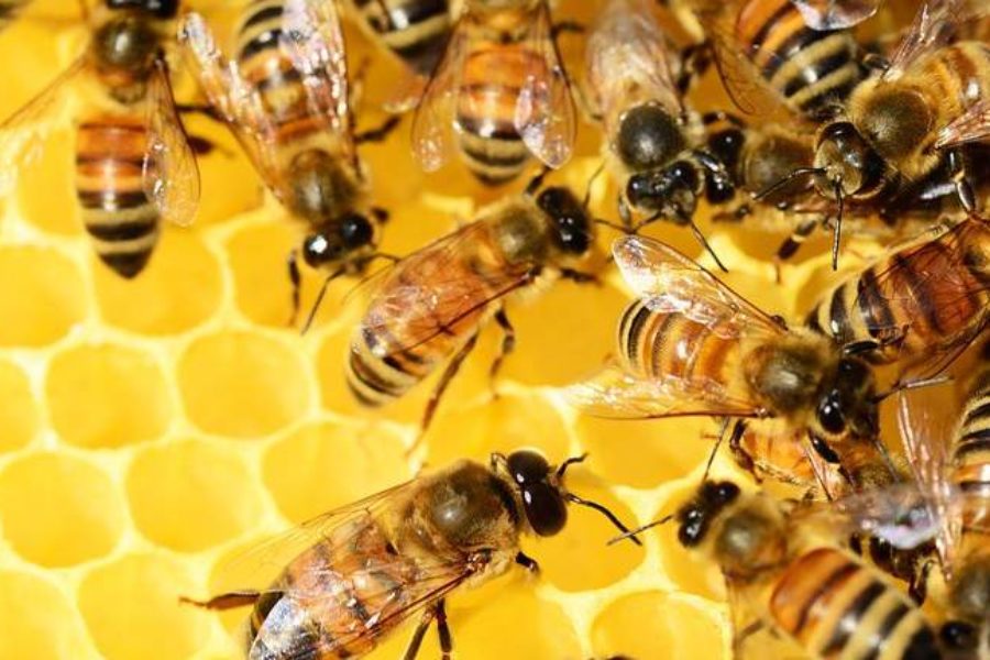 Ingredient Spotlight: Australian Beeswax – the Best in the World