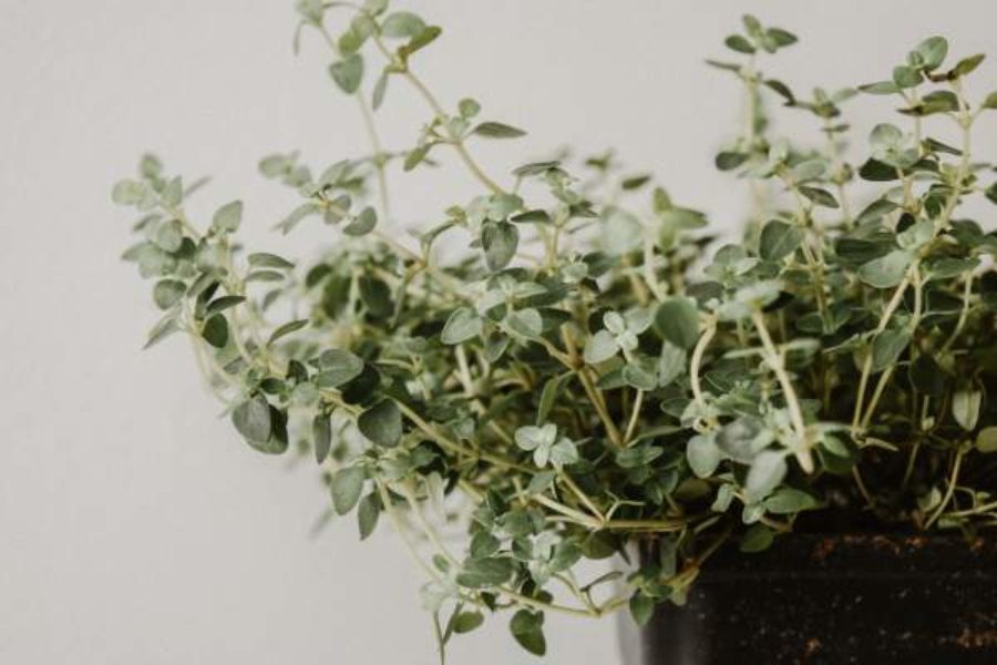 Growing and Using Herbs in Your Kitchen