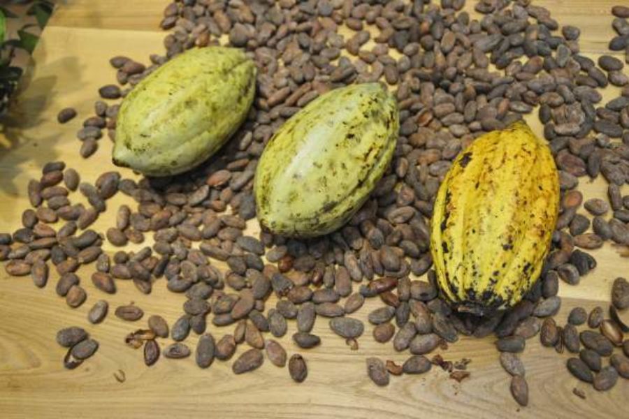 Ingredient Spotlight: 7 Little-known Benefits of Cacao