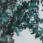 eucalyptus oil
