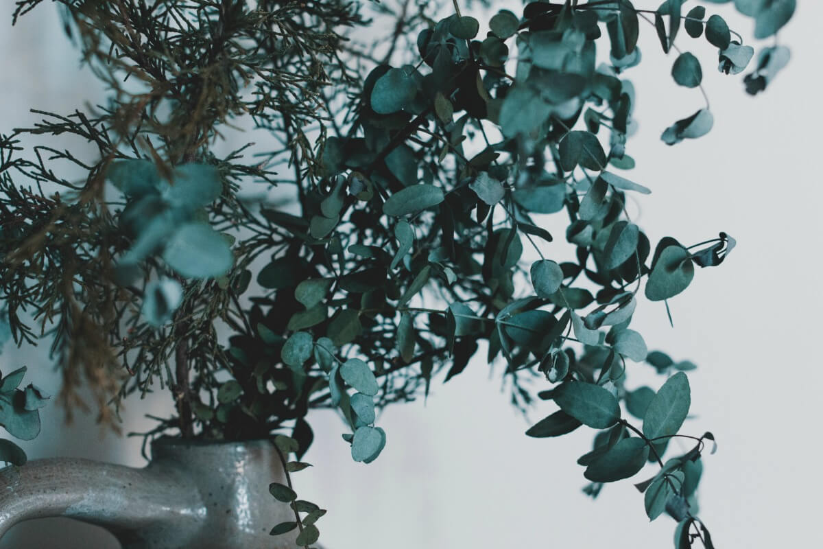 Ingredient Spotlight: Eucalyptus Oil