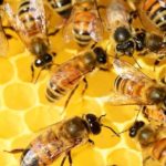 Australian Beeswax Best