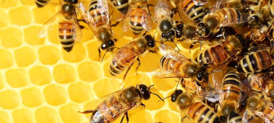 Ingredient Spotlight: Australian Beeswax – the Best in the World