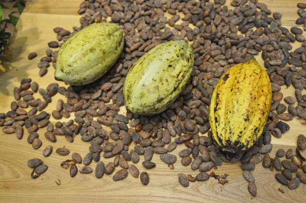 Ingredient Spotlight: 7 Little-known Benefits of Cacao