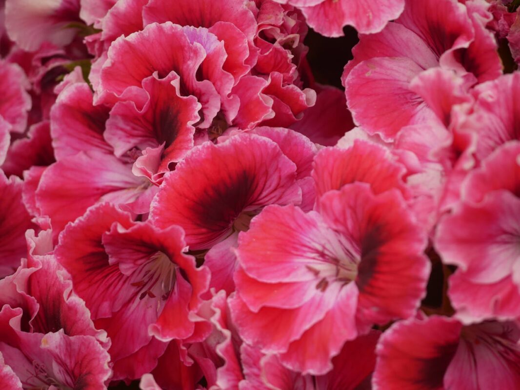 rose geranium flowers